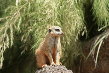 Naklejka na ściany i meble meerkat suricato looking down
