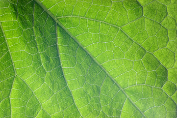 Fototapeta na wymiar cucumber leaf