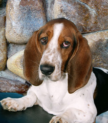 basset hound