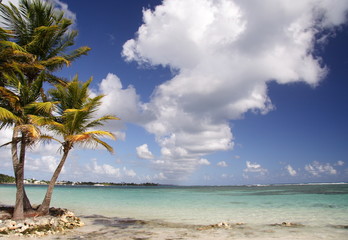 caribbean beach - obrazy, fototapety, plakaty