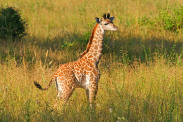 junge giraffe - young giraffe