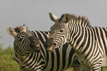 zebras beim spiel