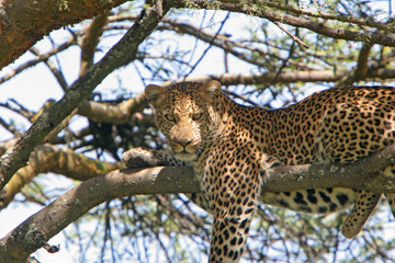 leopard entspannt sich auf einem baum