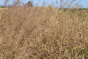 körnerleguminosen (ackerbohnen)