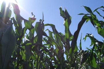 zea mays (maisfeld)
