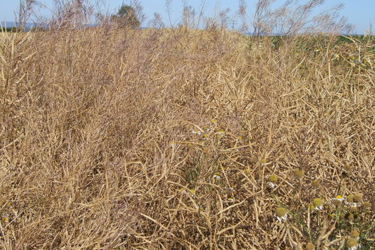 k&ouml;rnerleguminosen (ackerbohnen)