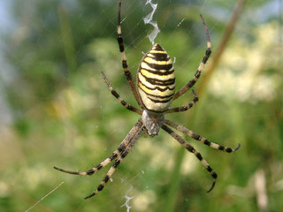 spider