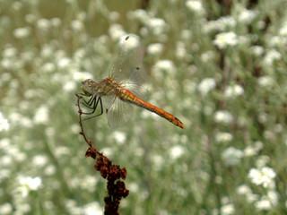 dragonfly