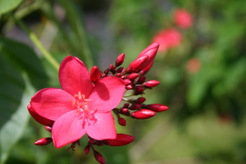 pink flower