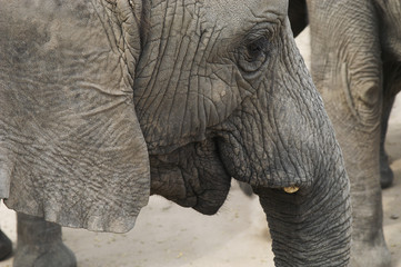 africa elephant (loxodonta africana)