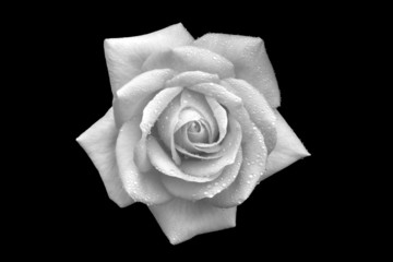 Fototapeta premium rose with droplets of water