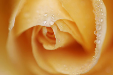 rose close-up