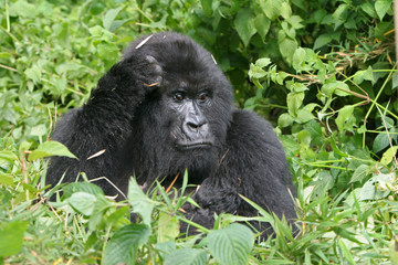 nachdenkliches gorilla weibchen