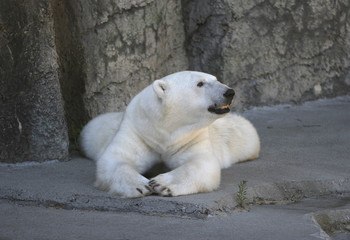 polar bear resting
