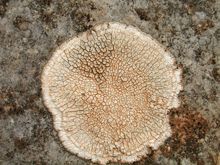 circular patch of lichen