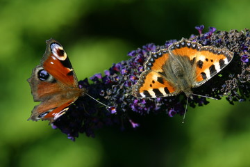 kleiner fuchs und pfauenauge