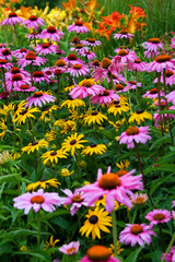 Fototapeta premium wild flowers