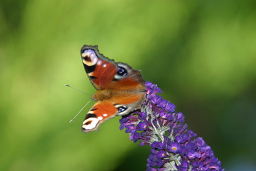 pfauenauge auf sommerflieder