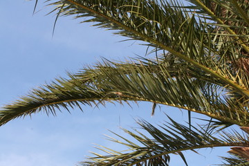 Obraz na płótnie Canvas feuilles de palmier