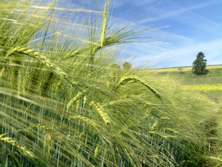 gerstenfeld im sommer