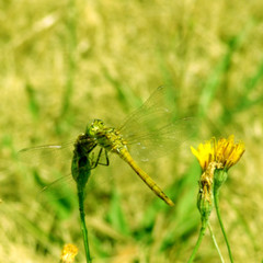 grüne libelle im feld