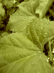 vine leaf