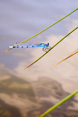 dragonfly by the water
