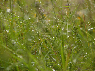 light reflections on raind drops