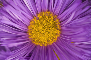 purple flower