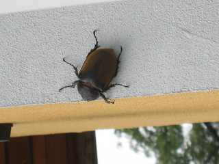 käfer herkules beetle