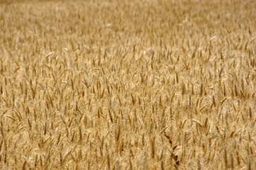 field of grain