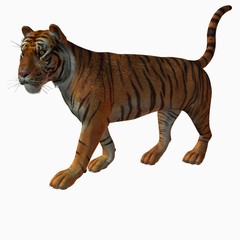 Fototapeta premium tiger