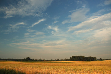 white clouds, blue sky and the yellow corn