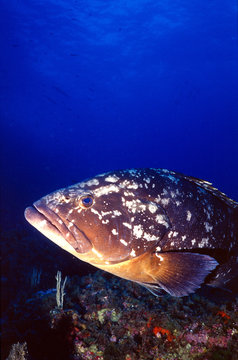 dusky grouper