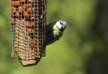 blue tit