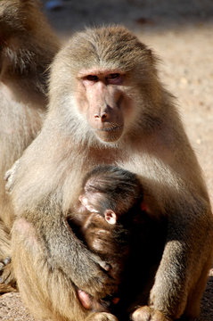 singe et b&eacute;b&eacute;
