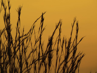 sunset grass