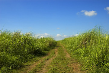 clouds_grass