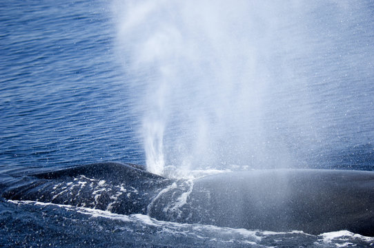baleine