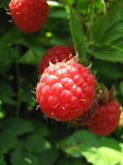 raspberry