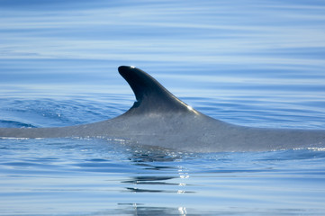 Fototapeta premium baleine