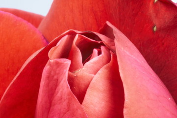 rote rose 04
