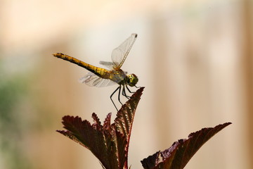 dragon fly