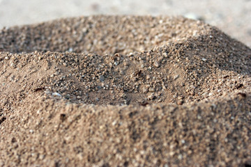 ants