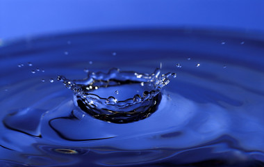 blue crest