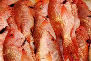 fish on ice