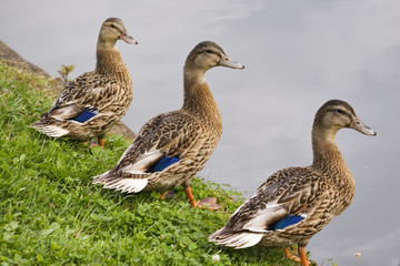 ducks