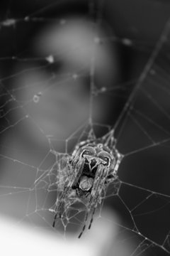 arachno