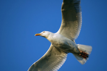 herring gull 08