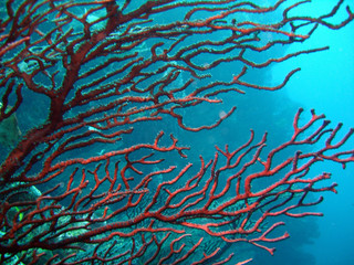Fototapeta na wymiar Karaiby koral